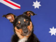 Dog Breed Groups in Australia dog breed groups australia featured image