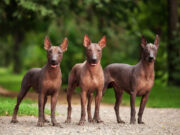 5 Hairless Dogs That Prove Fur-less is Also Cute and Cuddly hairless dogs