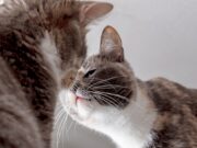 How To Introduce Cats To Each Other: A Step-by-Step Process cats meeting each other