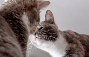 How To Introduce Cats To Each Other: A Step-by-Step Process cats meeting each other