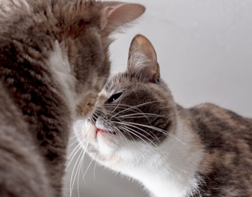 How To Introduce Cats To Each Other: A Step-by-Step Process cats meeting each other