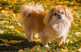 Pekingese Dog Breed Profile pekingese dog breed