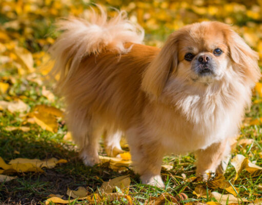 Pekingese Dog Breed Profile pekingese dog breed