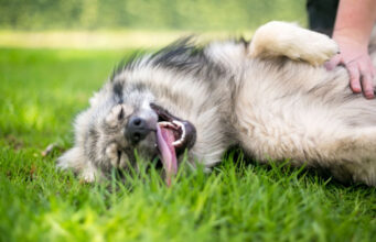Are Dogs Ticklish? ticklish dog