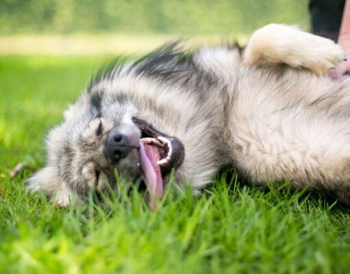 Are Dogs Ticklish? ticklish dog