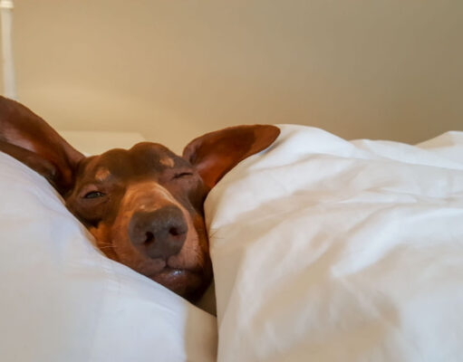 Why Does My Dog Sleep with His Eyes Open? why dog sleep with his eyes open