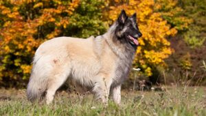 belgian-tervuren-dog-breed-profile-top-dog-tips