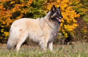 Belgian Tervuren Dog Breed Profile Belgian Tervuren Featured Image