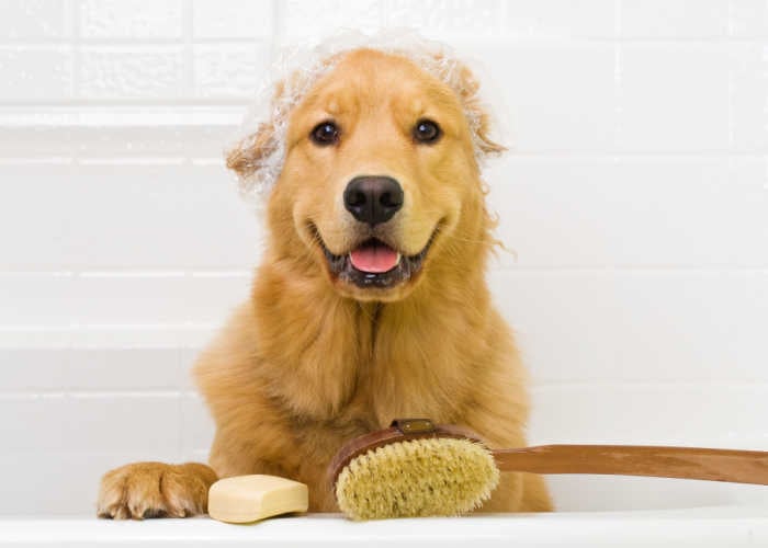 Best Pet Groomers in Massachusetts