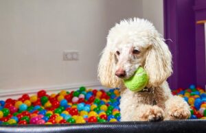 Do You Tip In Dog Daycare?—Do’s And Don’t When Tipping in Dog Daycare Do You Tip In Dog Daycare Featured Image