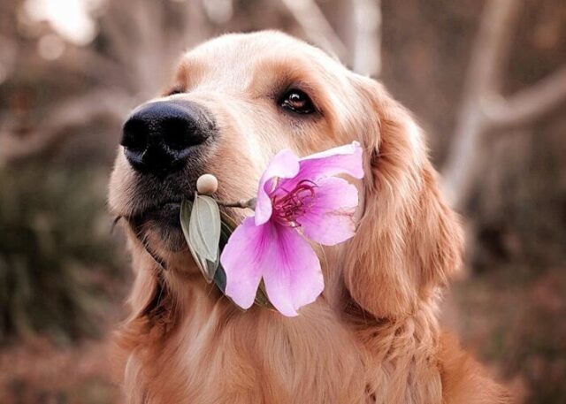 The Ultimate Dog Springtime Checklist โ Top Dog Tips