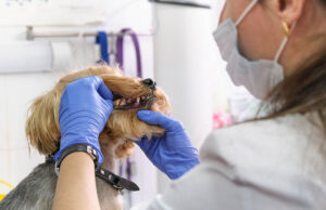 Dog Tooth Extraction Cost Dog Tooth Extraction Cost Featured Image