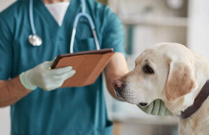 Dog Vomiting Vet Treatments Dog Vomiting Vet Treatments Featured Image
