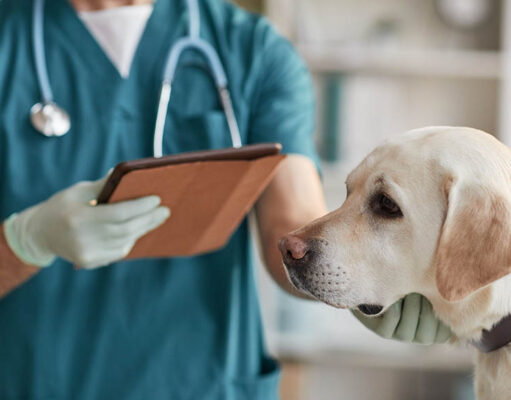 Dog Vomiting Vet Treatments Dog Vomiting Vet Treatments Featured Image
