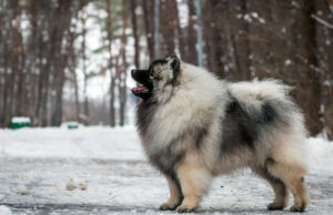 Keeshond Dog Breed Profile Keeshond Dog Breed Profile Featured Image