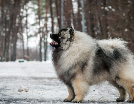 Keeshond Dog Breed Profile Keeshond Dog Breed Profile Featured Image