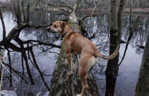 Massachusetts Pet Stores, Dog Parks, Grooming, And More Massachusetts Pet Stores Featured Image