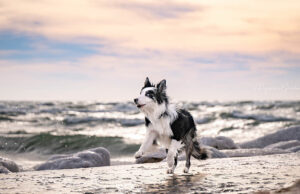 Michigan Pet Stores, Dog Parks, Grooming, And More Michigan Pet Stores Featured Image