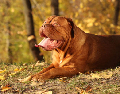 Dogue de Bordeaux Dog Breed Profile Old School Bordeaux