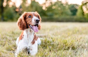 9 Spring Activities For Dogs Spring Activities For Dogs Featured Image