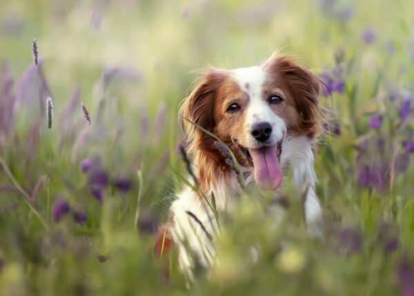 Spring Allergy in Dogs: Signs, Treatment & Prevention