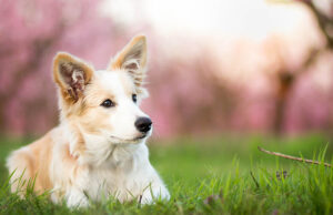 Spring Dog Names For Your New Pup! Spring Dog Names Featured Image