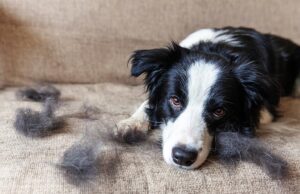 Spring Shedding: How to Deal With Springtime Dog Shedding Stress is also one factor of why do dogs shed so much