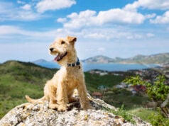 12 Ways to Introduce a Puppy to Outdoor Adventures Safely Introduce a Puppy to Outdoor Adventures Featured Image