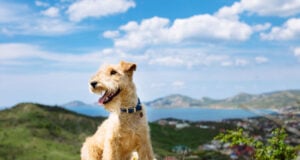 12 Ways to Introduce a Puppy to Outdoor Adventures Safely Introduce a Puppy to Outdoor Adventures Featured Image