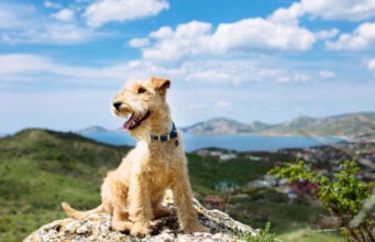 12 Ways to Introduce a Puppy to Outdoor Adventures Safely Introduce a Puppy to Outdoor Adventures Featured Image