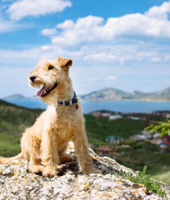 12 Ways to Introduce a Puppy to Outdoor Adventures Safely Introduce a Puppy to Outdoor Adventures Featured Image