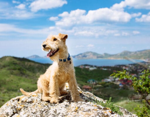 12 Ways to Introduce a Puppy to Outdoor Adventures Safely Introduce a Puppy to Outdoor Adventures Featured Image