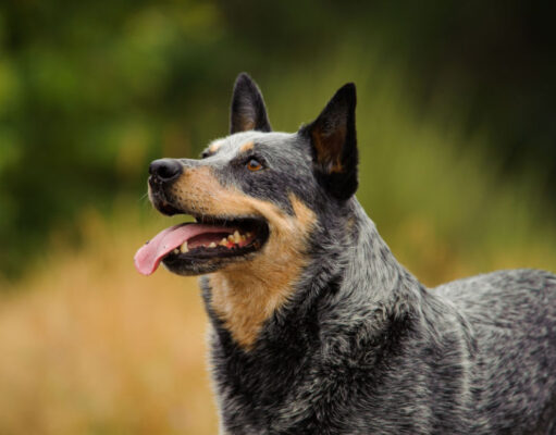 Australian Cattle Dog Breed Profile australian cattle dog