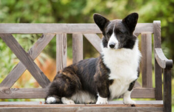 Cardigan Welsh Corgi Dog Breed Profile cardigan welsh corgi