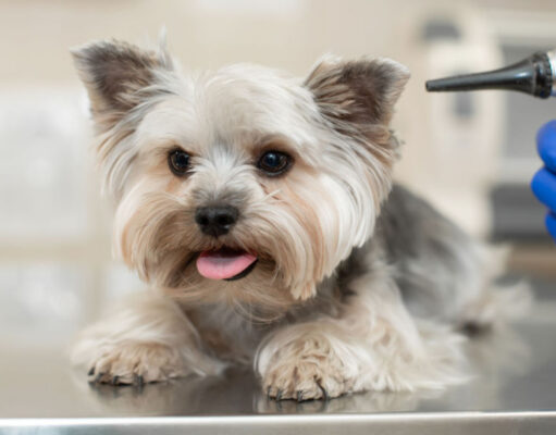 Deaf Dog Symptoms: How to Tell if Your Dog is Deaf deaf dog symptoms