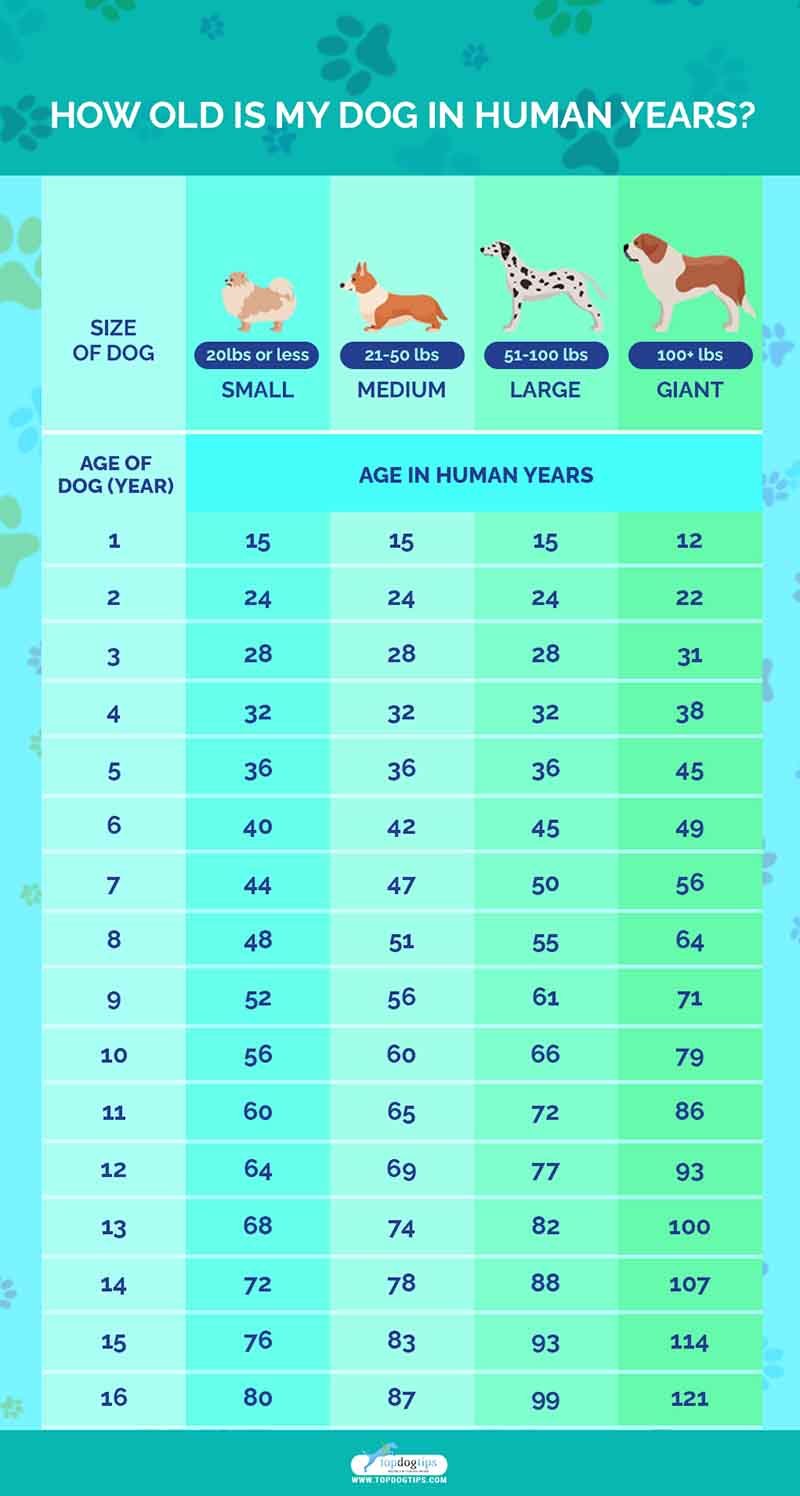 dog age in human years