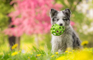 Is Spring The Best Time to Get a Puppy? is spring the best time to get a puppy