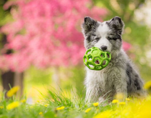 Is Spring The Best Time to Get a Puppy? is spring the best time to get a puppy
