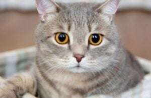 Home Remedies for Cat Tear Stains