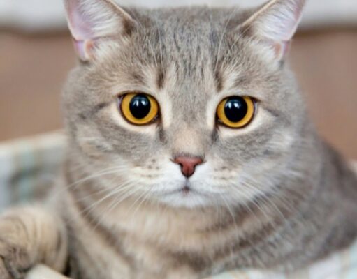 Home Remedies for Cat Tear Stains