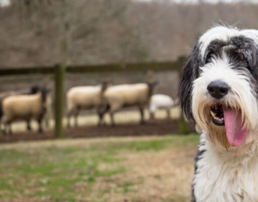 Old English Sheepdog Dog Breed Profile old english sheepdog
