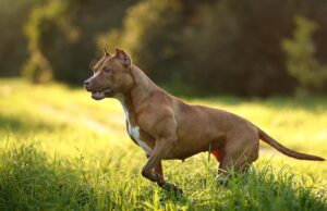 American Pit Bull Terrier Dog Breed Profile American Pit Bull Terrier Featured Image