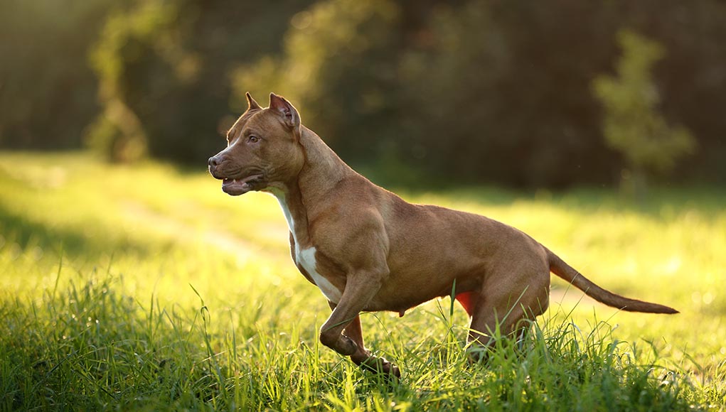 American Pit Bull Terrier Dog Breed Profile Top Dog Tips