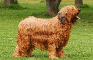 Briard Dog Breed Profile Briard Dog Breed Profile Featured Image
