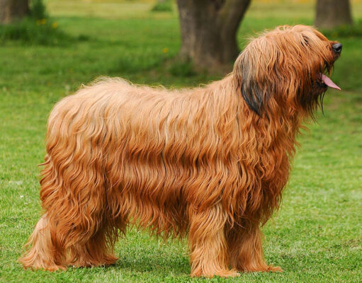 Briard Dog Breed Profile Briard Dog Breed Profile Featured Image
