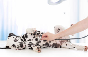 Does Pet Insurance Cover Pre-Existing Conditions? Does Pet Insurance Cover Pre-Existing Conditions Featured