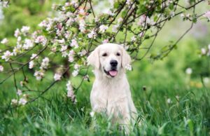 Dogs Who Couldn’t Wait For Springtime Dogs Who Couldn't Wait For Springtime