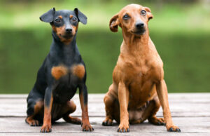 Miniature Pinscher Dog Breed Profile Miniature Pinscher dog