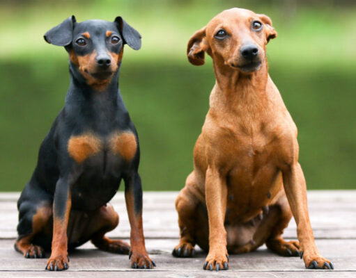 Miniature Pinscher Dog Breed Profile Miniature Pinscher dog