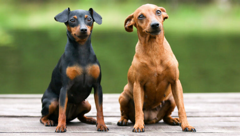 Miniature Pinscher Dog Breed Profile – Top Dog Tips